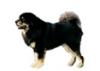 Tibetan Mastiff