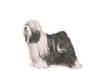 Tibetan Terrier