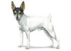 Toy Fox Terrier