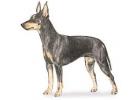 Toy Manchester Terrier