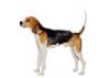 Treeing Walker Coonhound