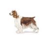 Welsh Springer Spaniel