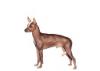 Xoloitzcuintli