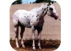 Appaloosa