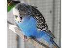 Budgerigar