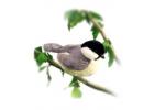 Chickadee