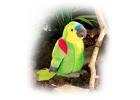 Amazon Parrot