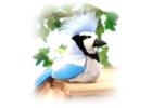 Blue Jay