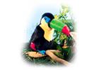 Toucan