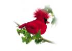 Cardinal Bird Gifts