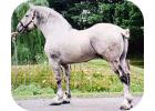 Percheron