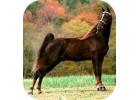 Tennessee Walker