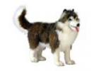 Plush Dog | Stuffed Animal Dog Toys at Noah’s Animal Figurines