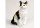 Cat Figurines - Select Your Breed at Noah's Animal Figurines